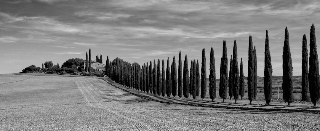 Allée de cyprès menant à une ferme toscane