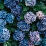 hortensia feuillage jaune