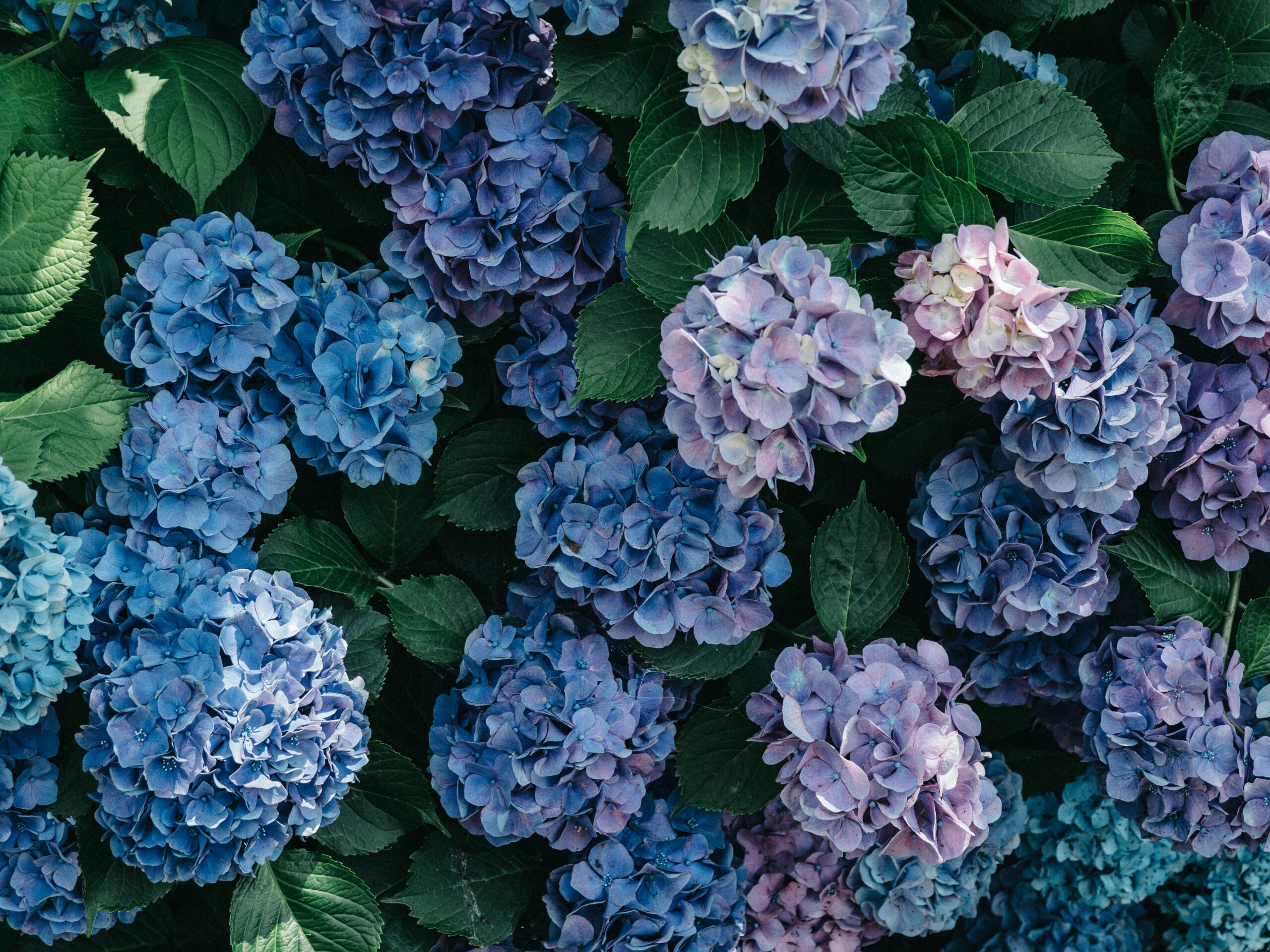 hortensia feuillage jaune