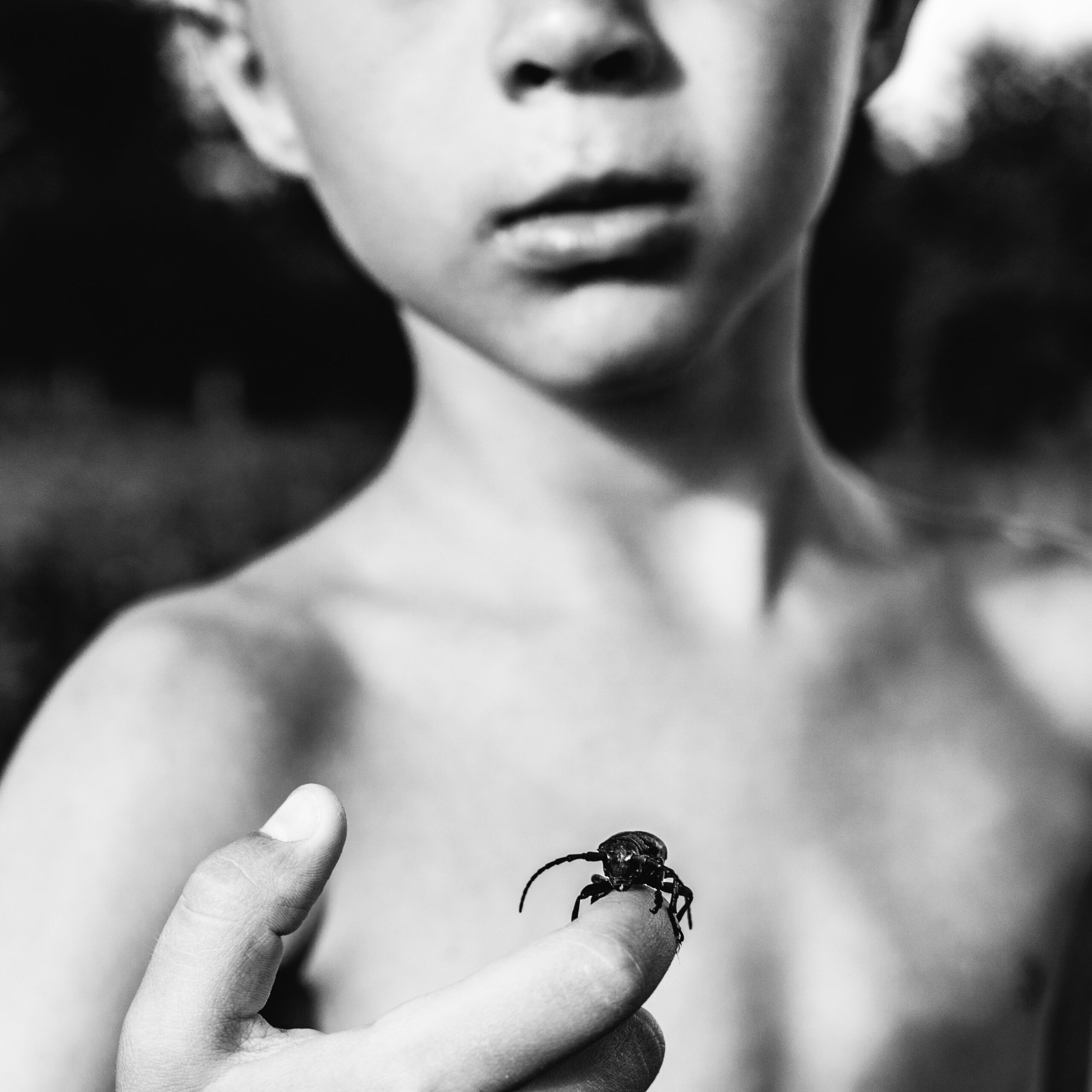 Petite bestiole noire dans la maison