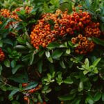 Baies orangées de pyracantha sur une haie au feuillage dense