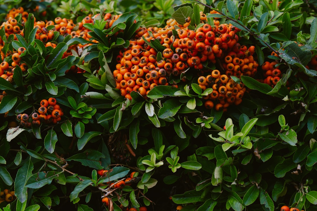 Baies orangées de pyracantha sur une haie au feuillage dense