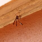 nid de guêpes près du mur d une maison