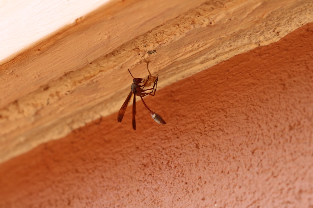 nid de guêpes près du mur d une maison