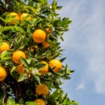 oranger en pot qui perd ses feuilles sur une terrasse