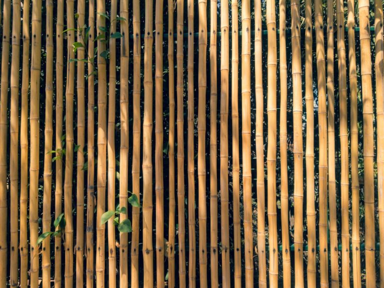 Plante brise-vue qui pousse vite en bac : le top pour s&rsquo;isoler